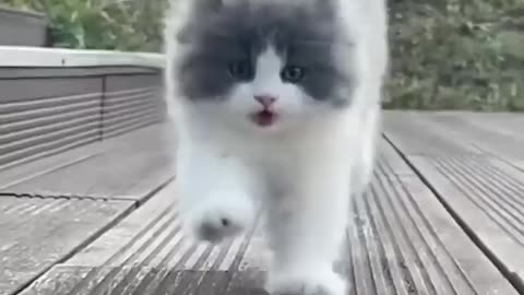 So cute baby cat| baby cat videos