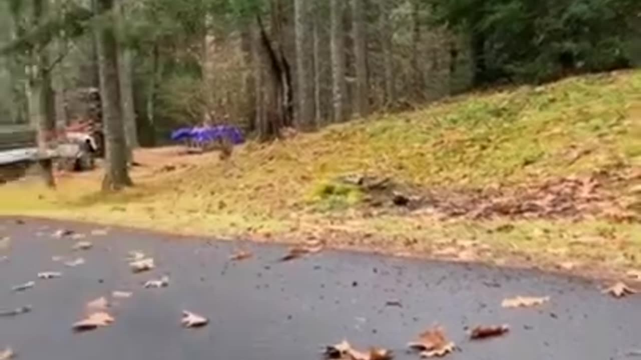 funny shorts
