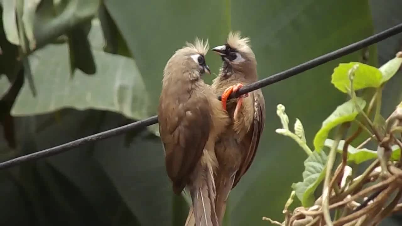 Nightingale loves to set off in the jungle freely