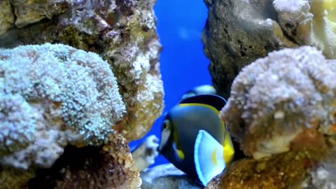 Flowerhorn, Powder Brown Tang, Clown Fish