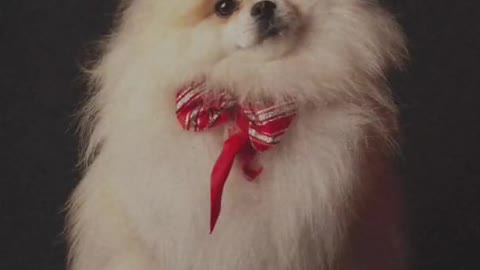 Cute puppies