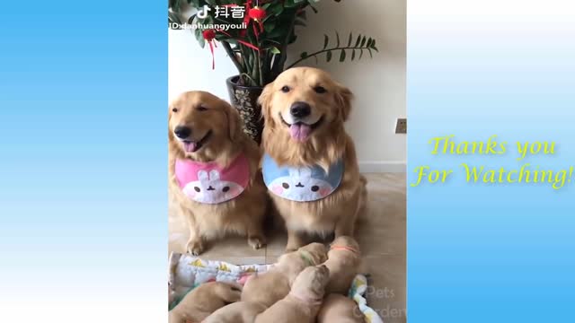 Cute Pets And Funny Animals Pets Garden