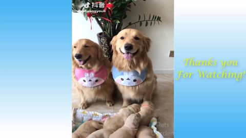 Cute Pets And Funny Animals Pets Garden