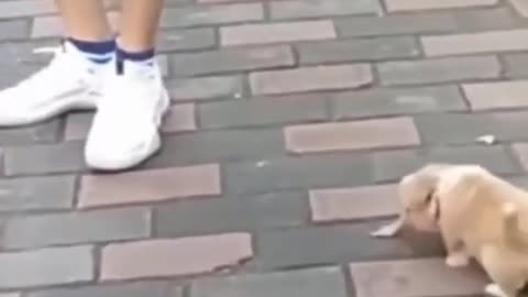 cute puppy | what a cute puppy | cute puppies | lazy puppy #shorts video 9