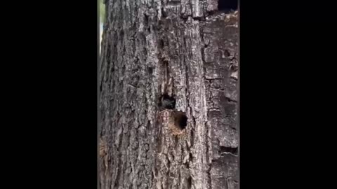 Who🤔Thinks👀This Is An👽Alien❓