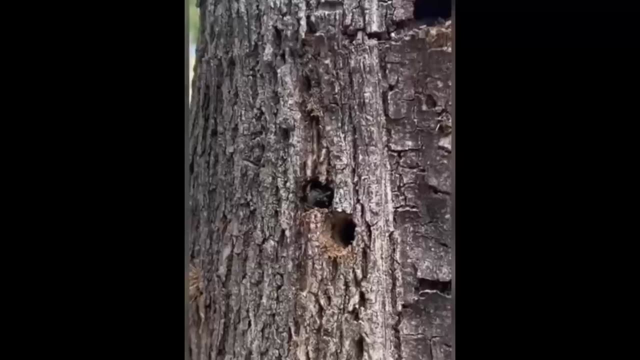 Who🤔Thinks👀This Is An👽Alien❓
