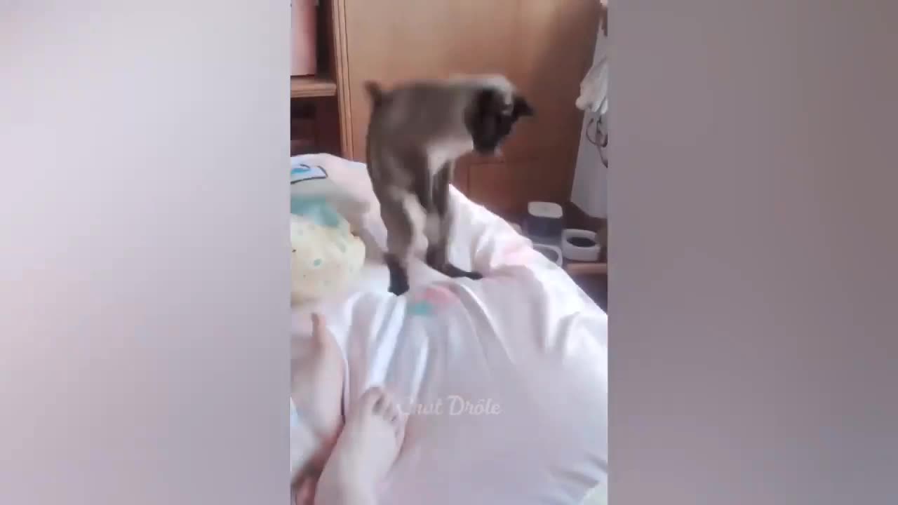 Cat Funny Video