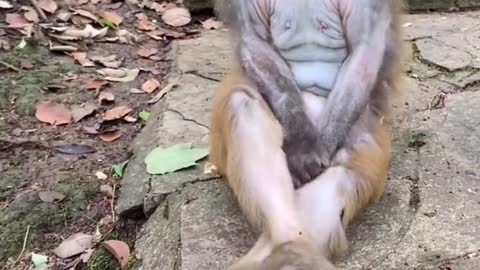 funny #funny video#Must watch new funny comedy videos 2022 best amazing funny comedy