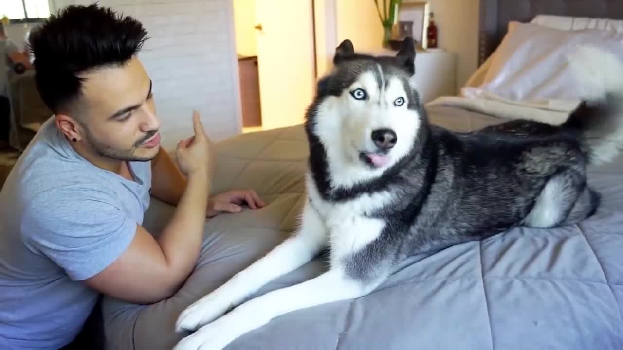 My Husky REFUSES To Take A Bath! (SHE ARGUES!)