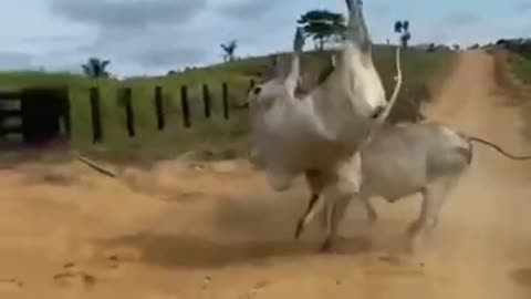 Cow vs cow fight