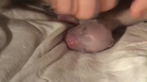 Amazing dog when giving birth to