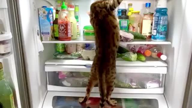 ππ±πThe cat wants food.