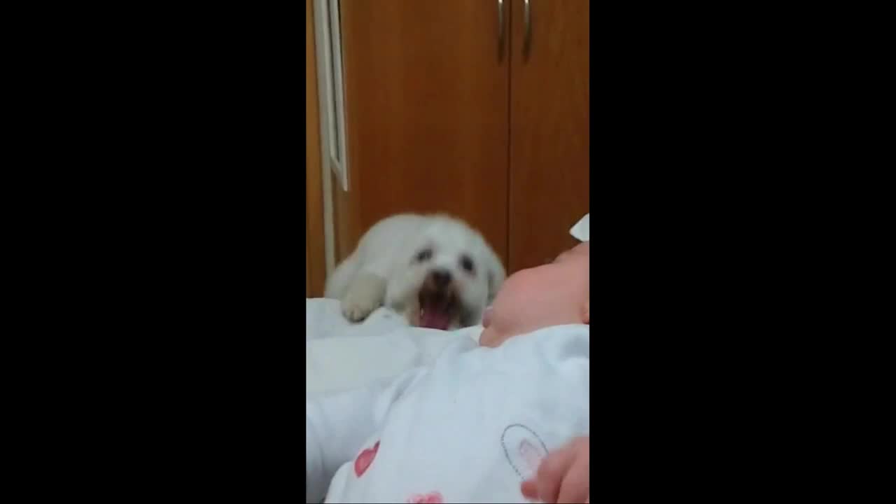Bouncing Puppy Loves Baby