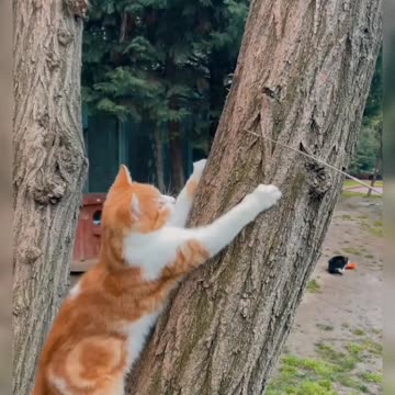 Cat hacks that everyone should know