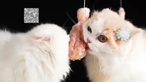 Cats Eating Style So Cute