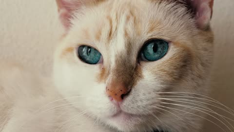 White, blue-eyed cat