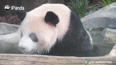 Panda baby feeling well