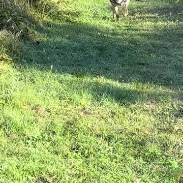 Beautiful clips dogs