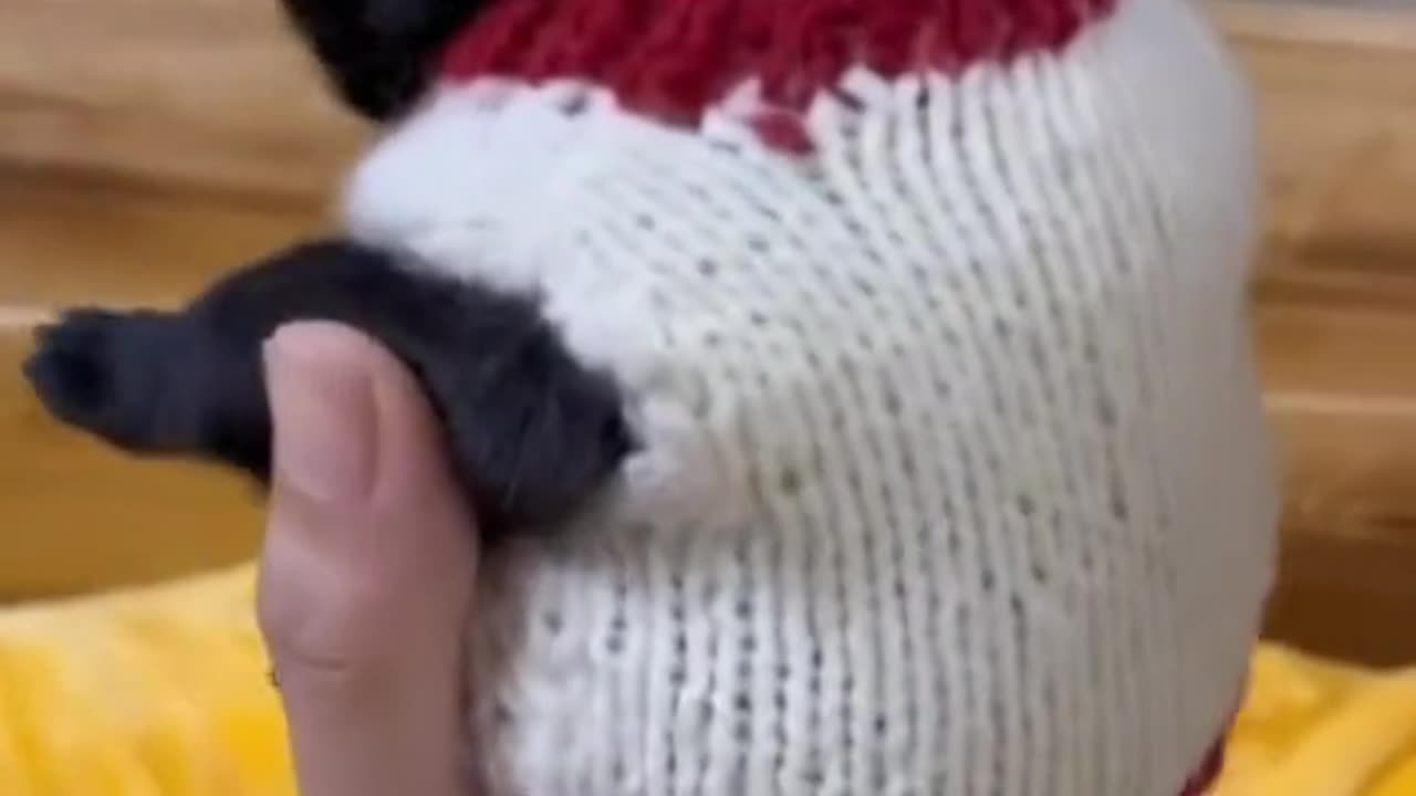 CUTE BABY DOG