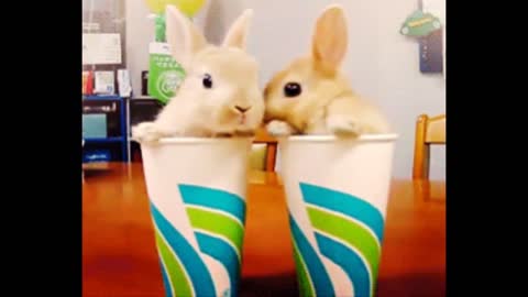 Cutest Bunnies Of The Week - In 30 seconds