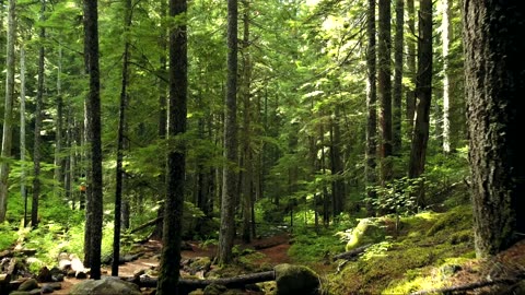 Thick forest beautiful scene