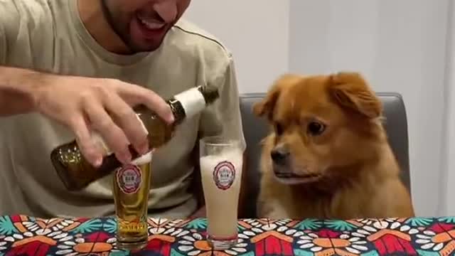 Dog drink bir