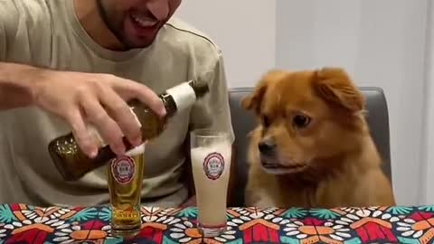 Dog drink bir