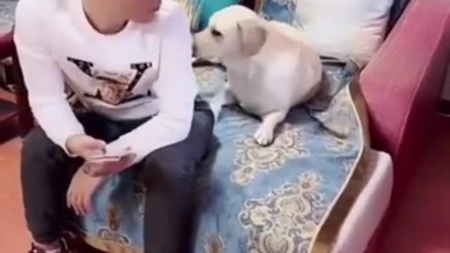 THE BEST OF SMART, CUTE AND FUNNY ANIMAL VIDEOS (Compilation) #3