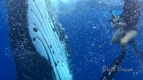 Pod of humpback whales swim under surprised swimmers in Tonga