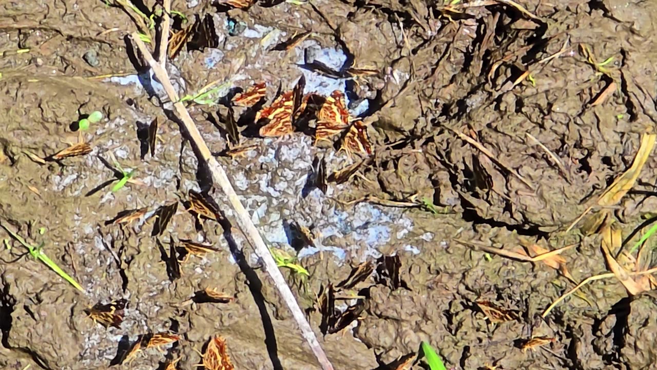 Many butterflies on a river bank / beautiful insects by the water.