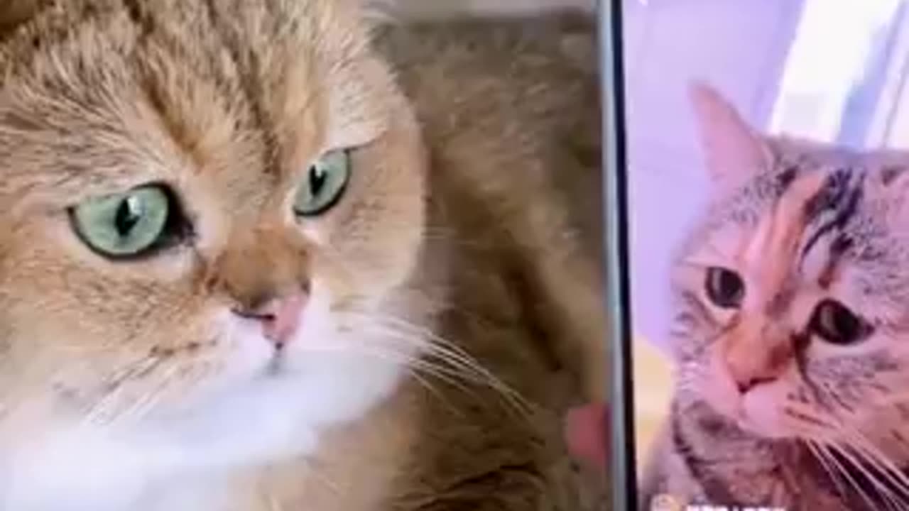 cat with surprised face