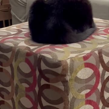 Adopting a Cat from a Shelter Vlog - What is This Strange Thing?