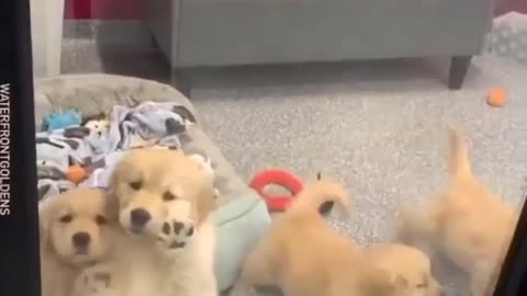 Cute golden retriever puppies🐶