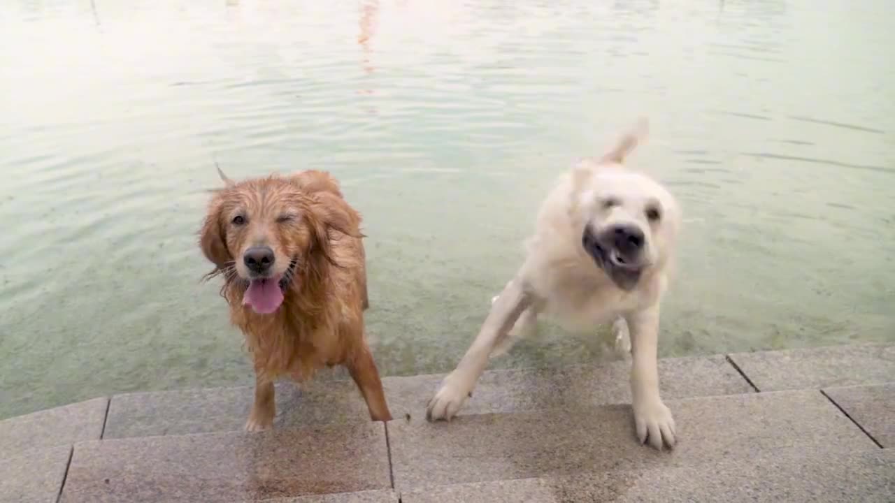 The one-year-old golden retriever is afraid to swim in the lake