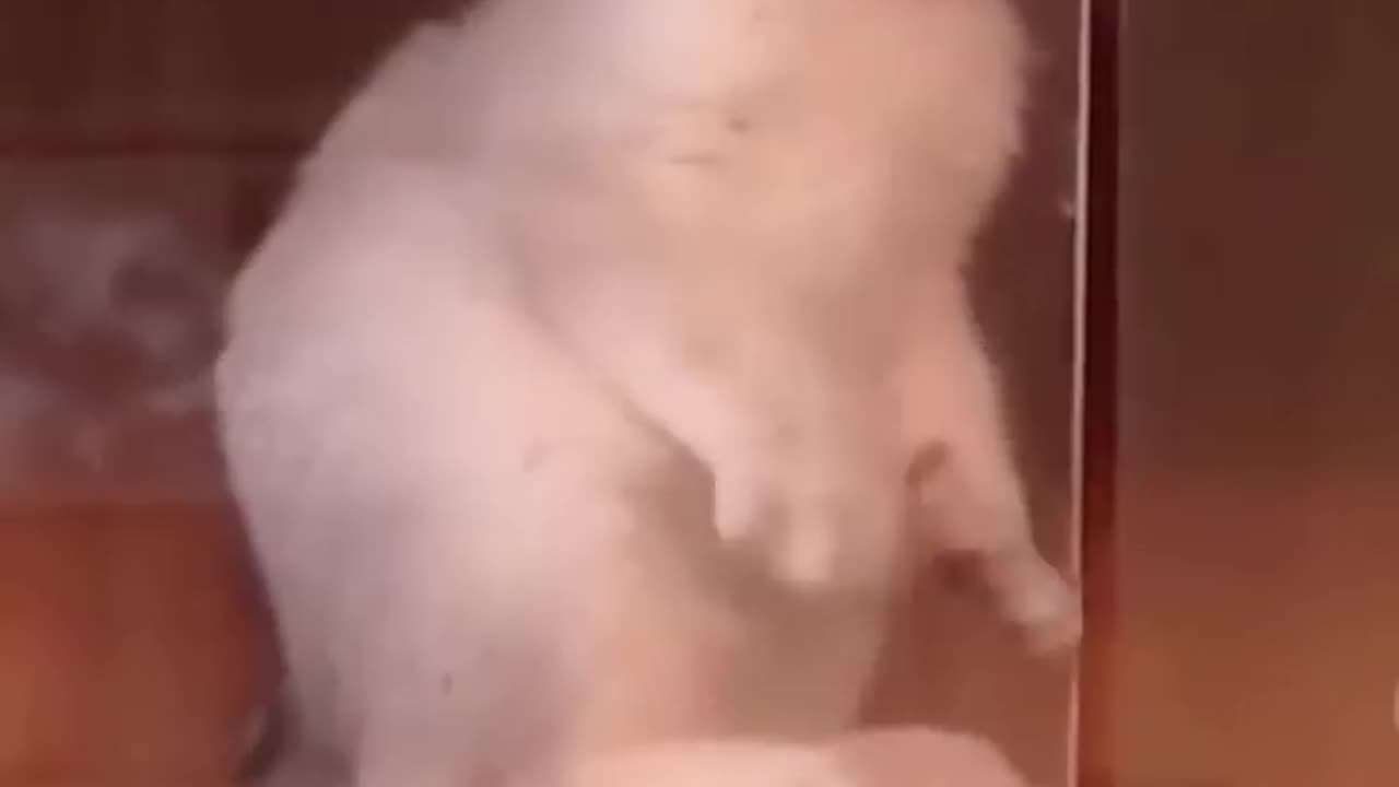 Funny cat short video