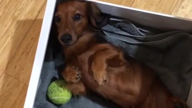 A puppy sleeping in a drawer