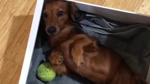 A puppy sleeping in a drawer