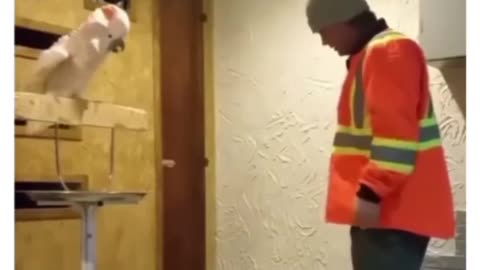 Parrot anger issues