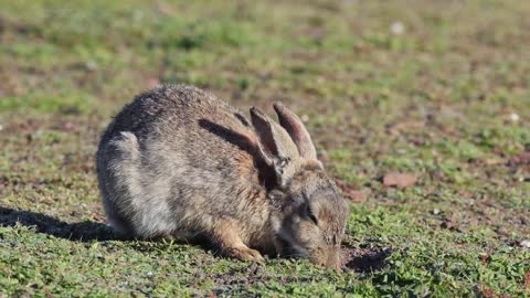 Desert Cotton Rabbit