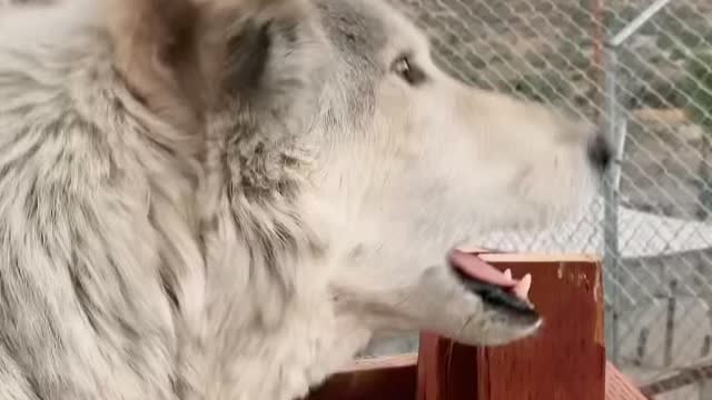 Wolf screeming