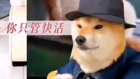 Funny cat and dog