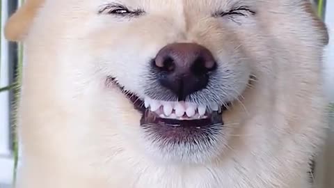 Funny Dog Laughing