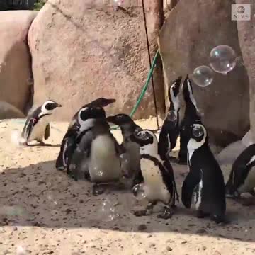 Penguins with bubbles :)