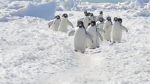 Penguin Highway 🐧🐧🐧 🇦🇶