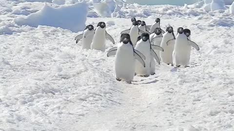 Penguin Highway 🐧🐧🐧 🇦🇶