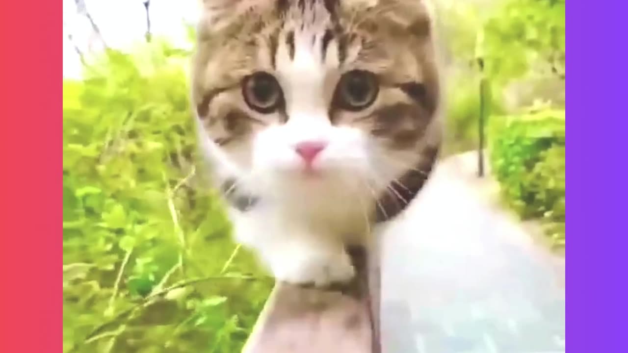 Laugh laugh very very funny pets 🐕 entertainment enjoyed