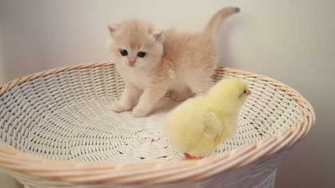 Cute cat playing with chicken , unconditional love, funny cat