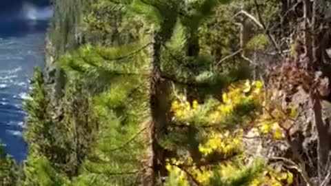 Beautiful Waterfalls in Yellowstone National Park, Wild Life in Yellowstone, Yellowstone river