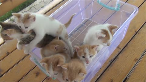 Kittens meowing (too much cuteness) - All talking at the same time