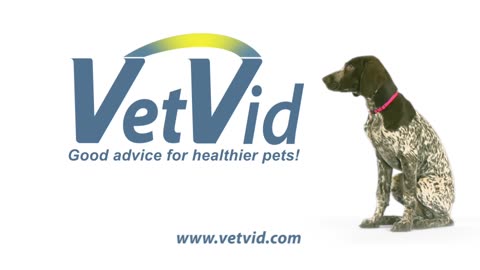 How to brush your dog teeth vet vid dog care video